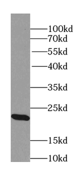 RAB22A Antibody
