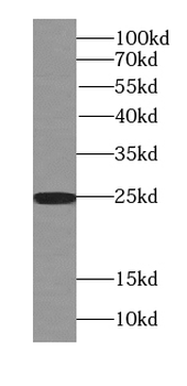 RAB3A Antibody