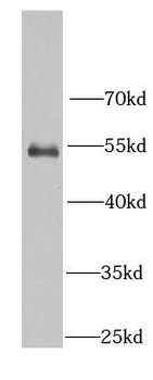 RBBP7 Antibody