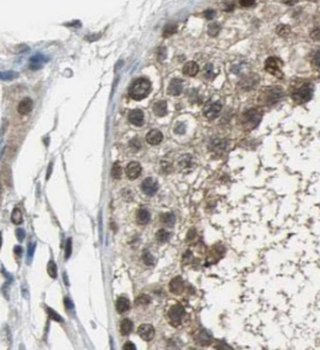 RGSL1 Rabbit Polyclonal Antibody