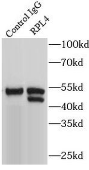 RPL4 Rabbit Polyclonal Antibody
