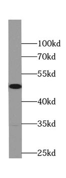 RPL3 Antibody