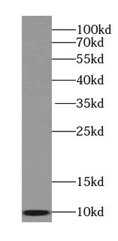 SEC61B Antibody