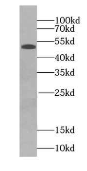 SCG3 Antibody