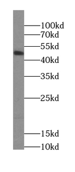 SEPTIN10 Antibody