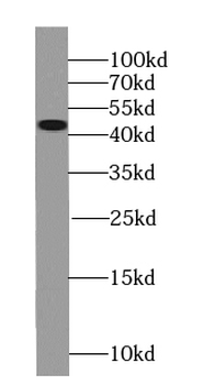 SEPTIN2 Antibody