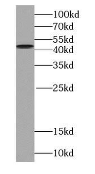 SEPTIN2 Antibody