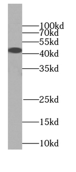 SIRT2 Antibody