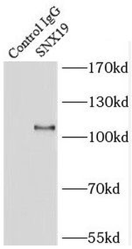 SNX19 Rabbit Polyclonal Antibody