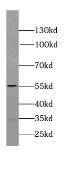 SPAG4 Specific Rabbit Polyclonal Antibody