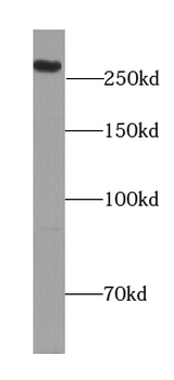 SPTBN1 Antibody