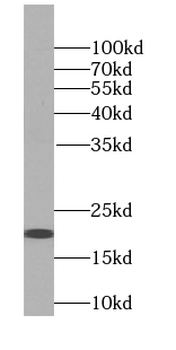 SSR4 Antibody