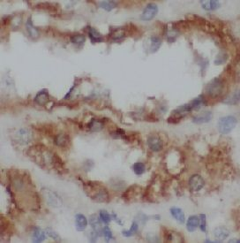 STC2 Mouse Monoclonal Antibody