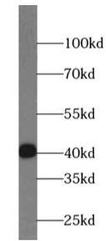 STBD1 Antibody