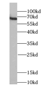 STXBP2 Mouse Monoclonal Antibody