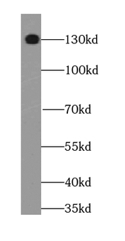 STXBP5 Antibody
