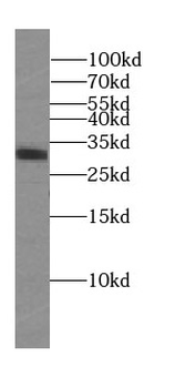 SUMF2 Antibody