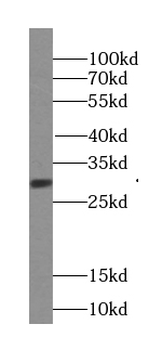 SURF2 Antibody