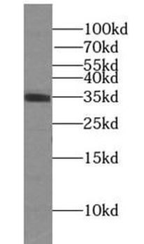 STX11 Antibody