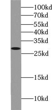 STX6 Antibody