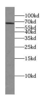 TDRKH Antibody