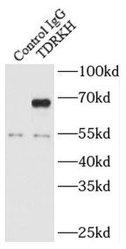 TDRKH specific Rabbit Polyclonal Antibody