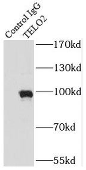TELO2 Mouse Monoclonal Antibody