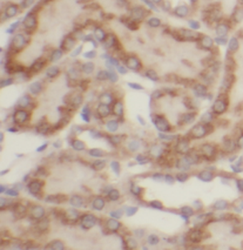 TELO2 Mouse Monoclonal Antibody