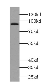 TLE3 Antibody