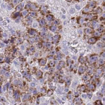 TMEM70 Mouse Monoclonal Antibody