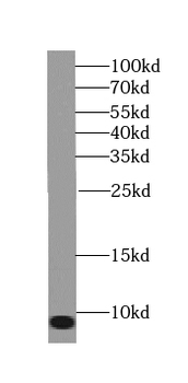 TOMM6 Antibody