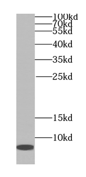 TOMM7 Antibody