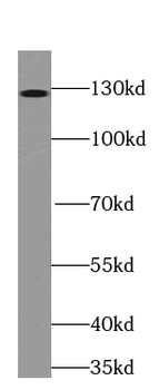 TRAPPC9 Antibody