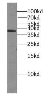 U2AF1 Mouse Monoclonal Antibody
