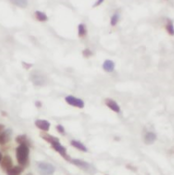 U2AF1 Mouse Monoclonal Antibody