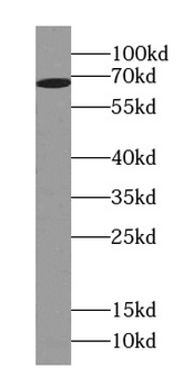 UBASH3A Antibody