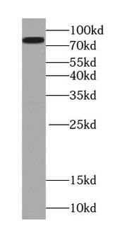 VRTN Antibody