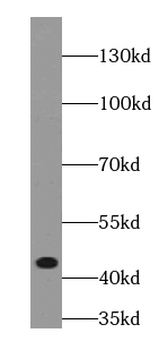 VWA1 Antibody
