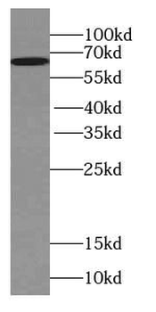 WDR81 Antibody