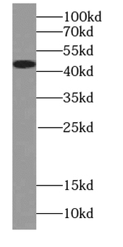 AZGP1 Antibody