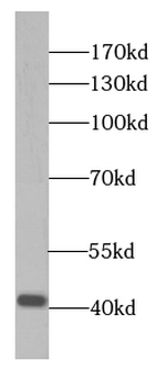 SLC30A3 Antibody