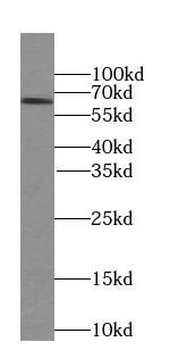 SLC30A7 Antibody