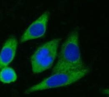 YWHAQ Antibody