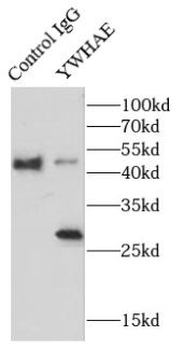 YWHAE Antibody