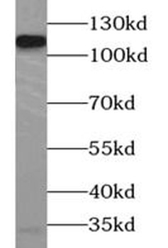 AARS2 Antibody