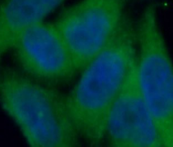 ABCA2 Antibody