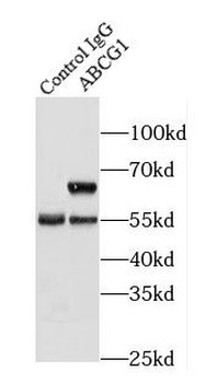 ABCG1 Antibody