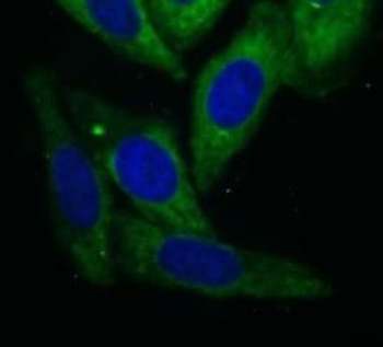 ACOT2 Antibody