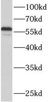 ACSF2 Antibody