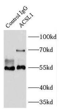 ACSL1 Antibody